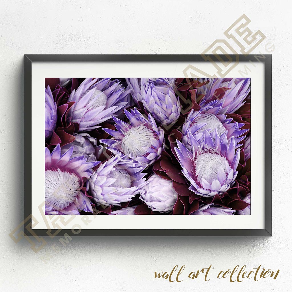 Wall Art Collection – Protea