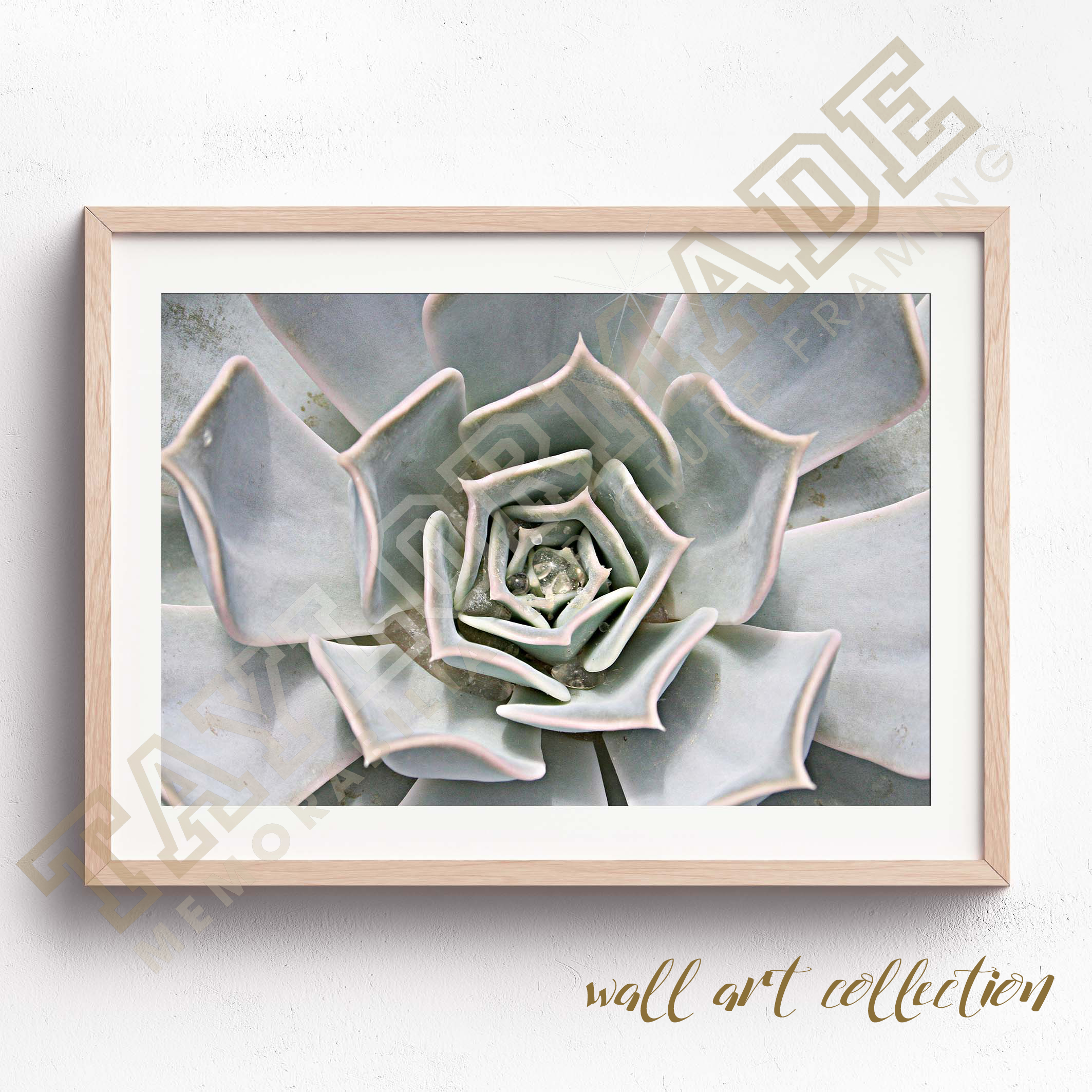 Wall Art Collection – Succulent Centre