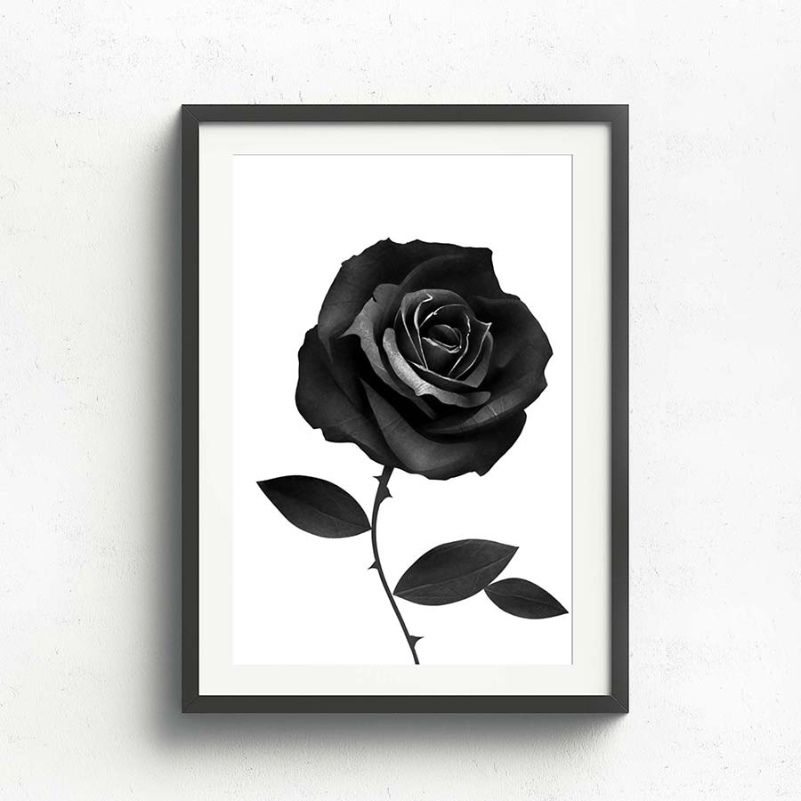 Wall Art Collection - Black Rose | Taylormade Memorabilia | Sports ...