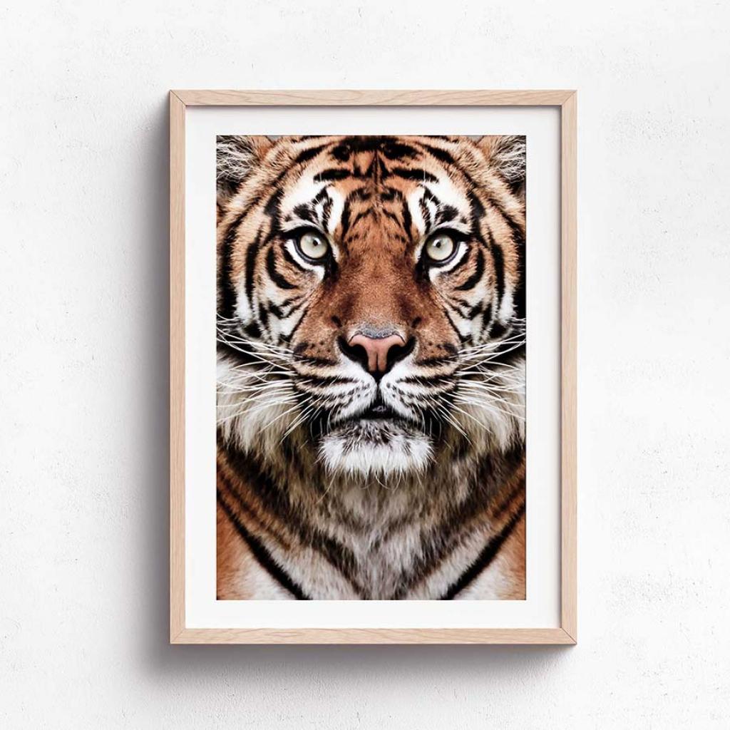 Wall Art Collection - Eye of the Tiger | Taylormade Memorabilia ...