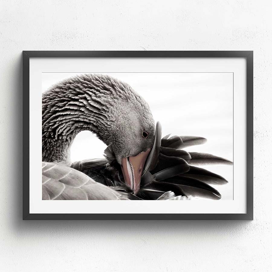 Wall Art Collection – Feathered