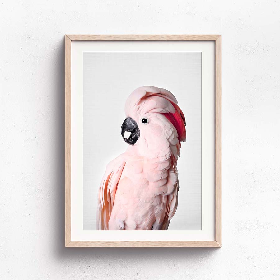 Wall Art Collection – Moloccan Cockatoo