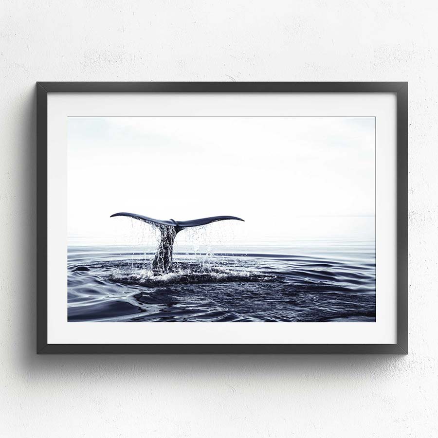 Wall Art Collection – Whale Tail
