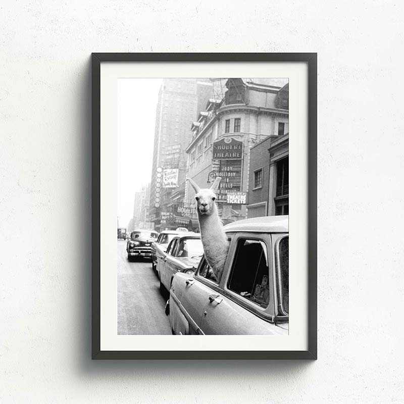 Wall Art Collection – Llama in the City