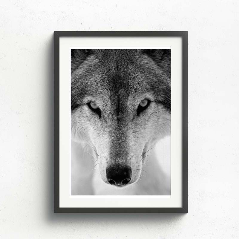 Wall Art Collection – Majestic Wolf