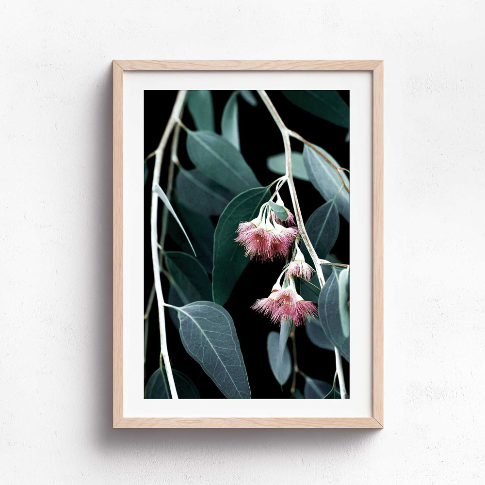 Wall Art Collection – Eucalyptus Bloom