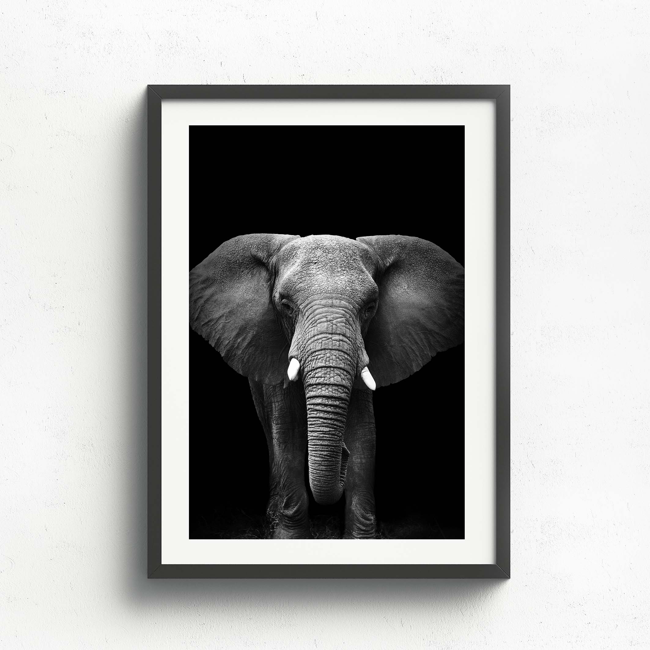 Wall Art Collection – The Bull
