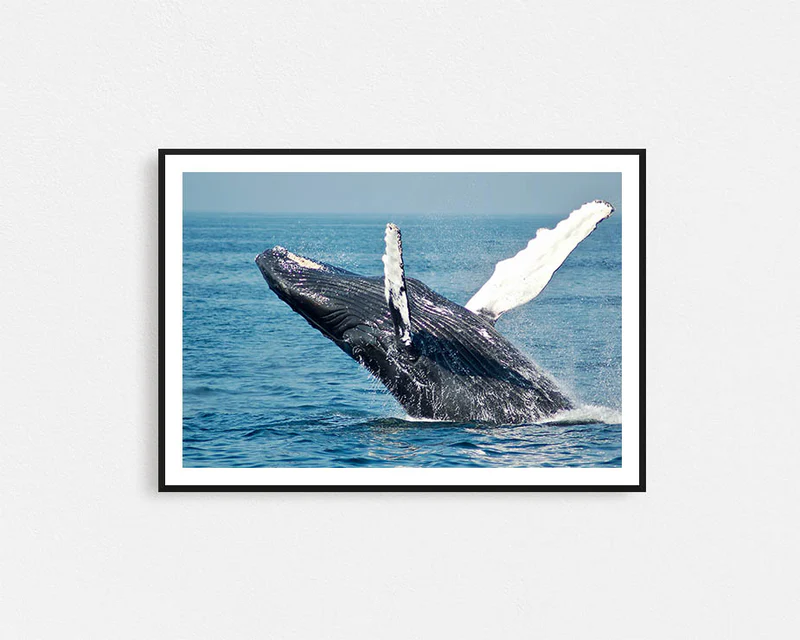 Wall Art – Whale Breaching